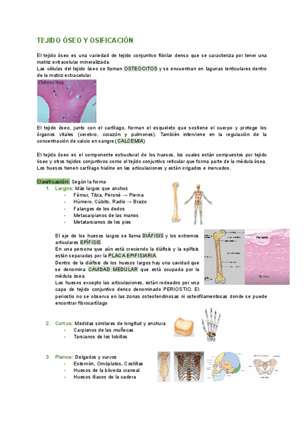 Miniatura del documento TEJIDO-OSEO-Y-OSIFICACION.pdf