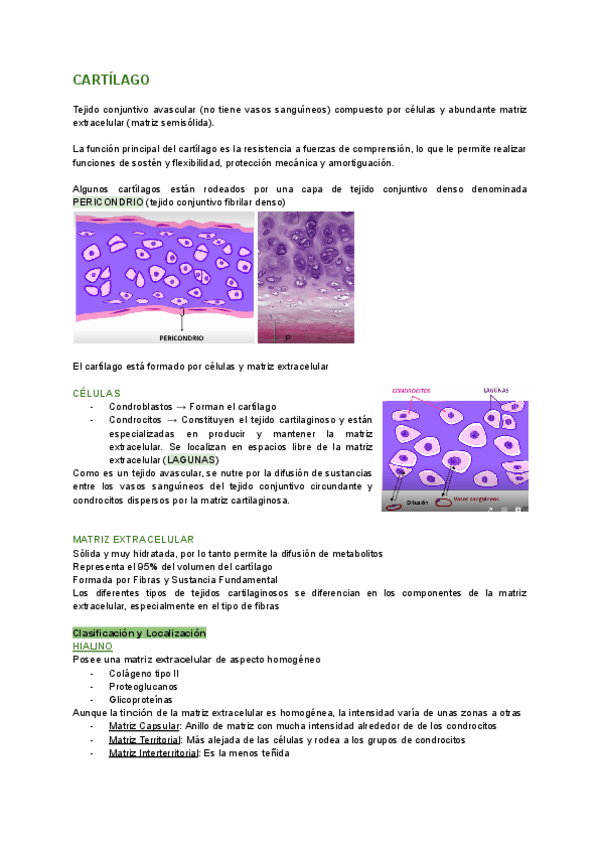 Miniatura del documento CARTILAGO.pdf