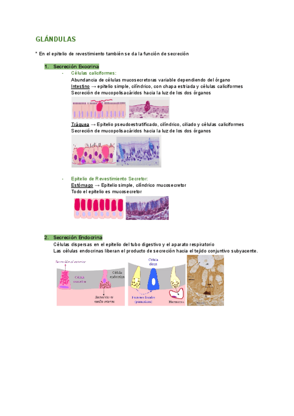 Miniatura del documento GLANDULAS.pdf