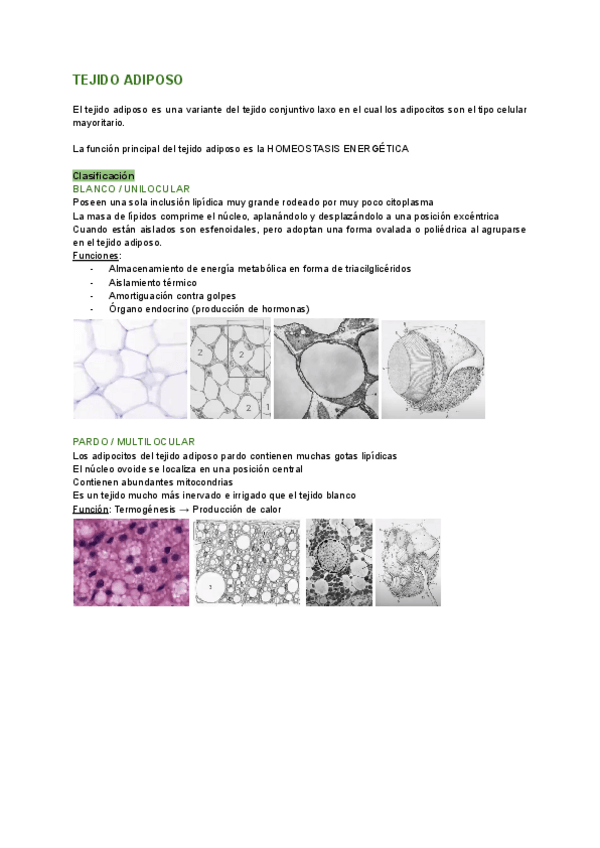 Miniatura del documento TEJIDO-ADIPOSO.pdf