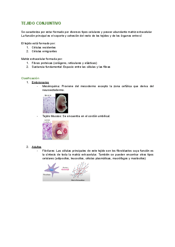 Miniatura del documento TEJIDO-CONJUNTIVO.pdf
