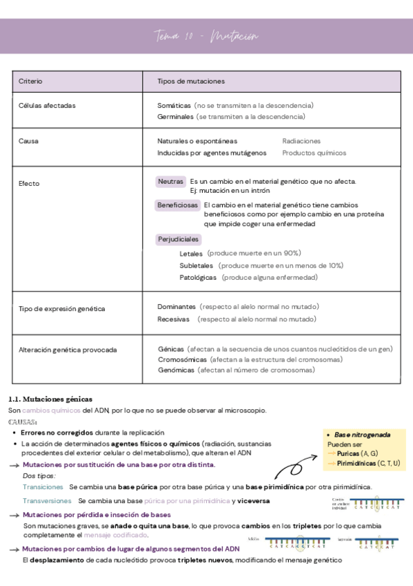 Miniatura del documento Tema-10-mutaciones.pdf