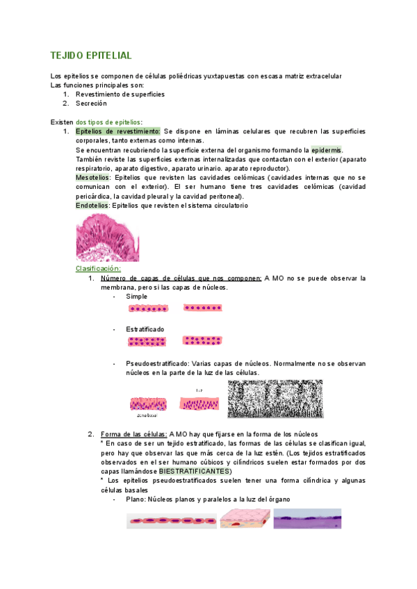 Miniatura del documento TEJIDO-EPITELIAL.pdf