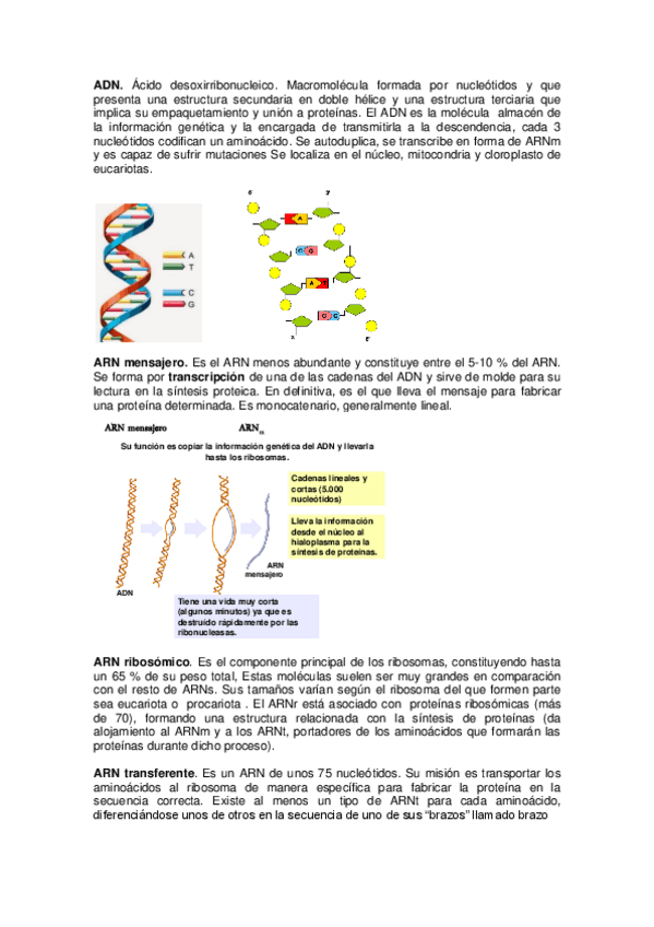 Miniatura del documento ADN-Y-ARN.pdf