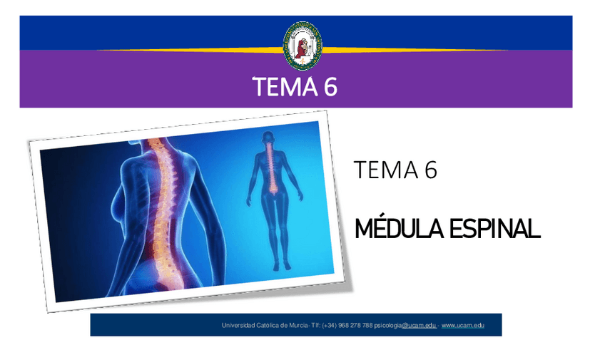 Miniatura del documento TEMA-6.1.-MEDULA-ESPINAL.-Diapositivas.pdf
