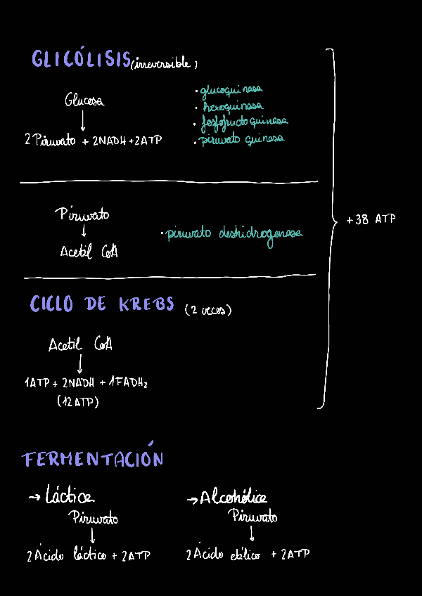 Miniatura del documento Resumen-Metabolismo-Carbohidratos.pdf