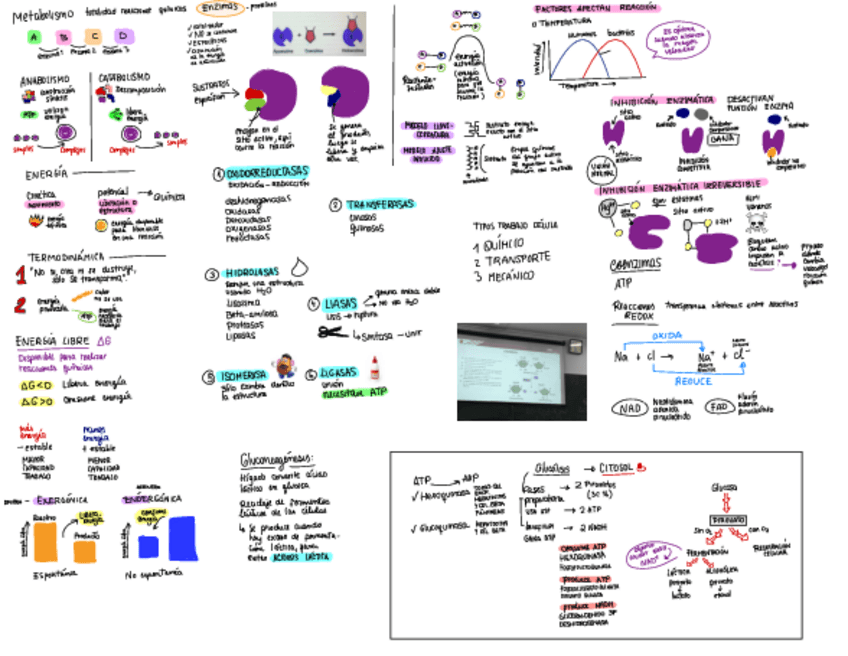 Miniatura del documento METABOLISMO.pdf