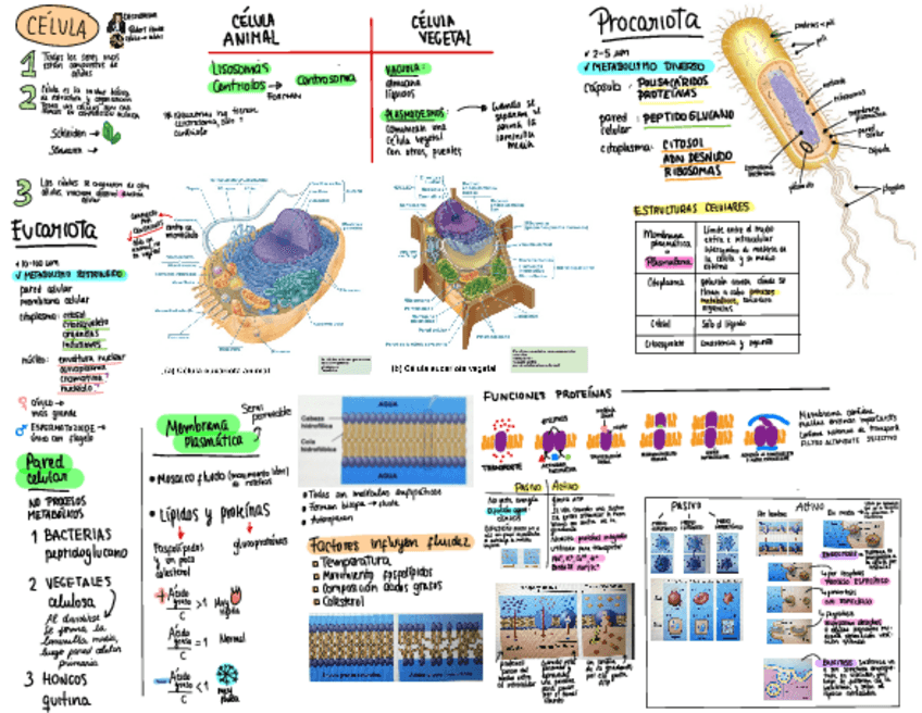 Miniatura del documento CELULA.pdf
