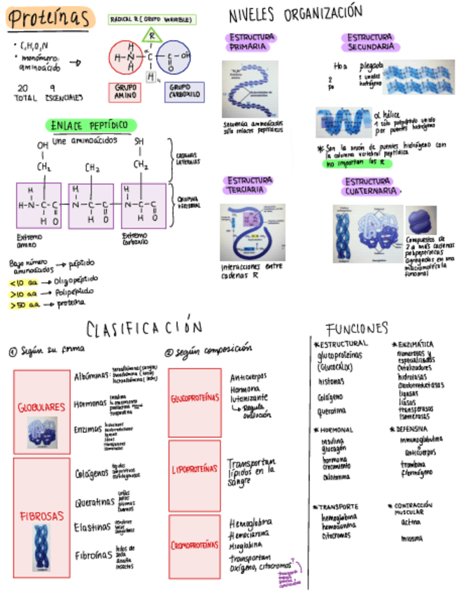 Miniatura del documento PROTEINAS.pdf
