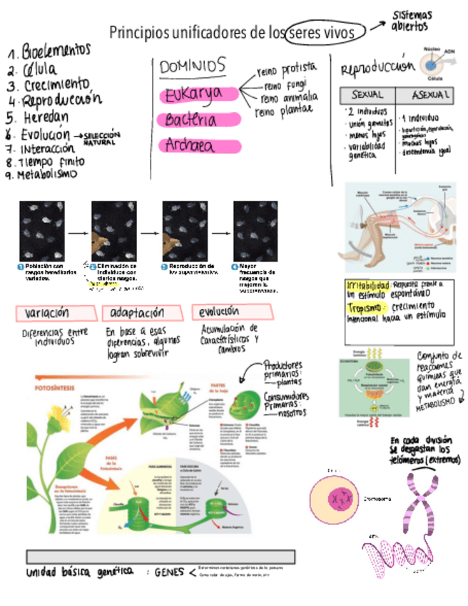 Miniatura del documento PRINCIPIOS-SERES-VIVOS.pdf