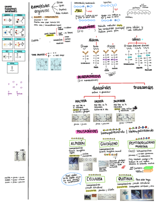 Miniatura del documento GLUCIDOS.pdf