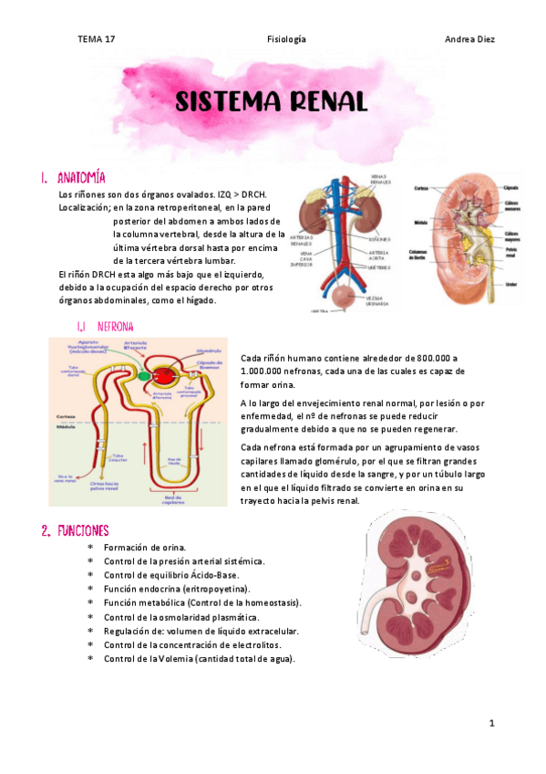 Miniatura del documento TEMA-17-Sistema-Renal.pdf