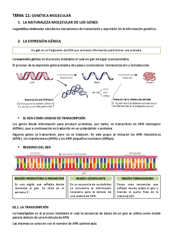 Miniatura del documento BIOLOGIA-TEMA-11-GENETICA-MOLECULAR.pdf