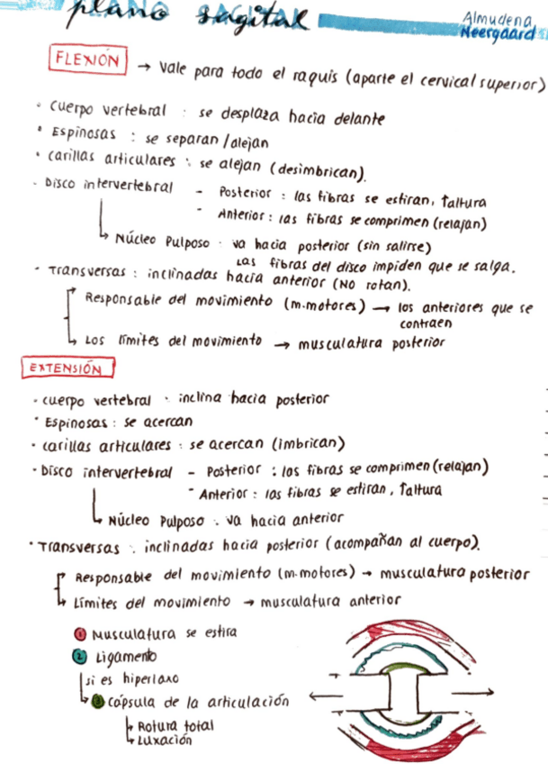 Miniatura del documento Resumen-movimiento-raquis.pdf