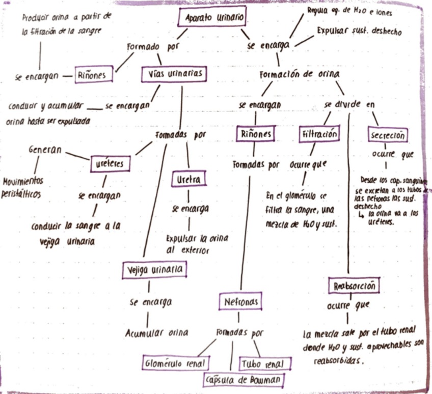 Miniatura del documento Esquema-Ap.Urinario.pdf