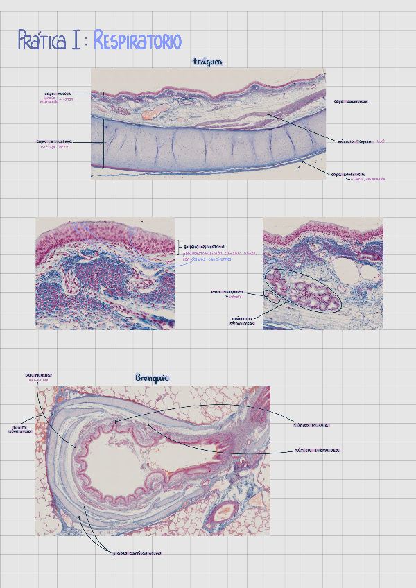 Miniatura del documento CUADERNILLO-DE-PRACTICAS-I A III.pdf
