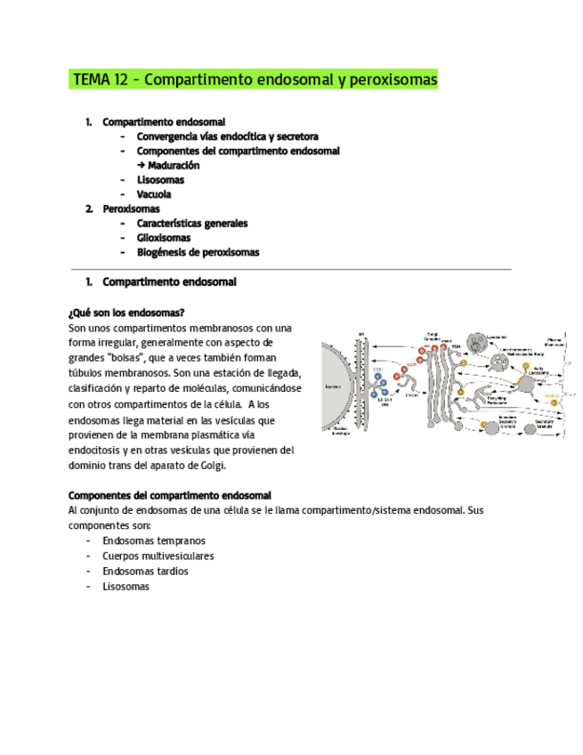 Miniatura del documento TEMA-12-Compartimento-endosomal-y-peroxisomas.pdf