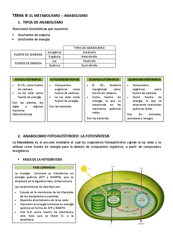 Miniatura del documento BIOLOGIA-TEMA-9-EL-METABOLISMO-ANABOLISMO.pdf