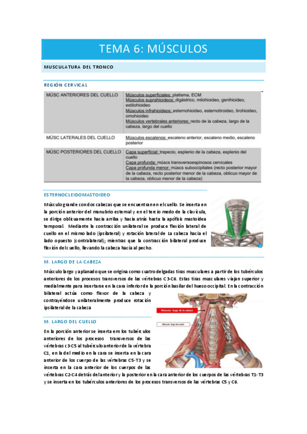 Miniatura del documento anatomia-tema-5-musculos.pdf