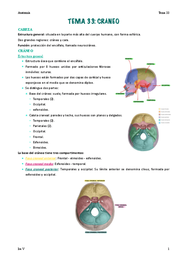 Miniatura del documento Anatomia-tema-33.pdf