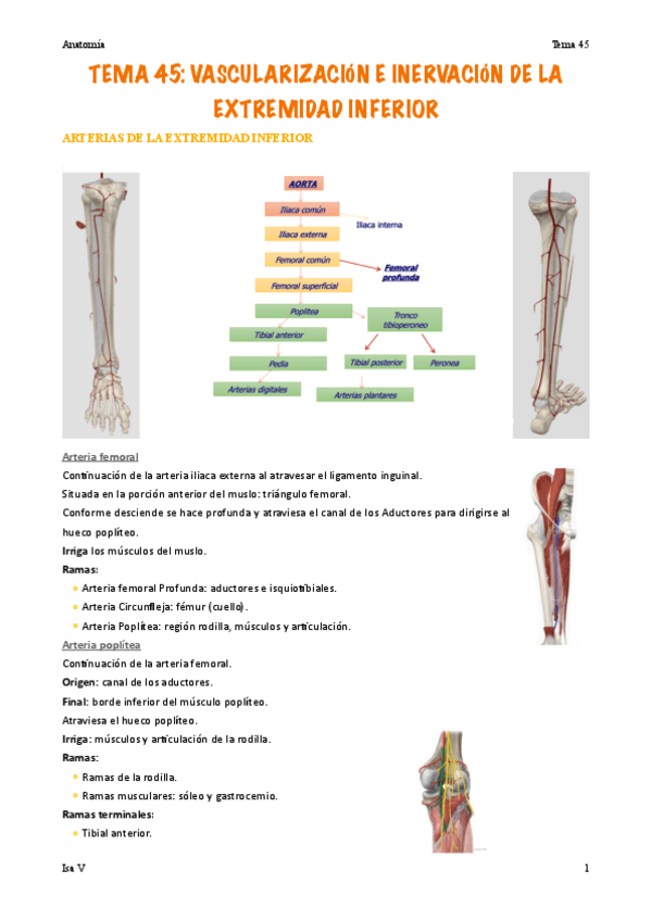 Miniatura del documento Anatomia-tema-45.pdf