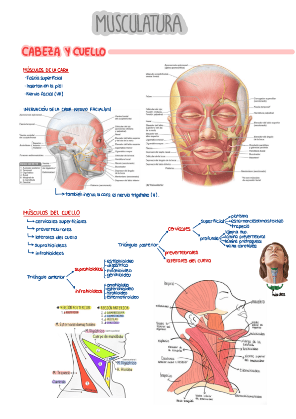 Miniatura del documento Musculatura (Tema-13-15).pdf