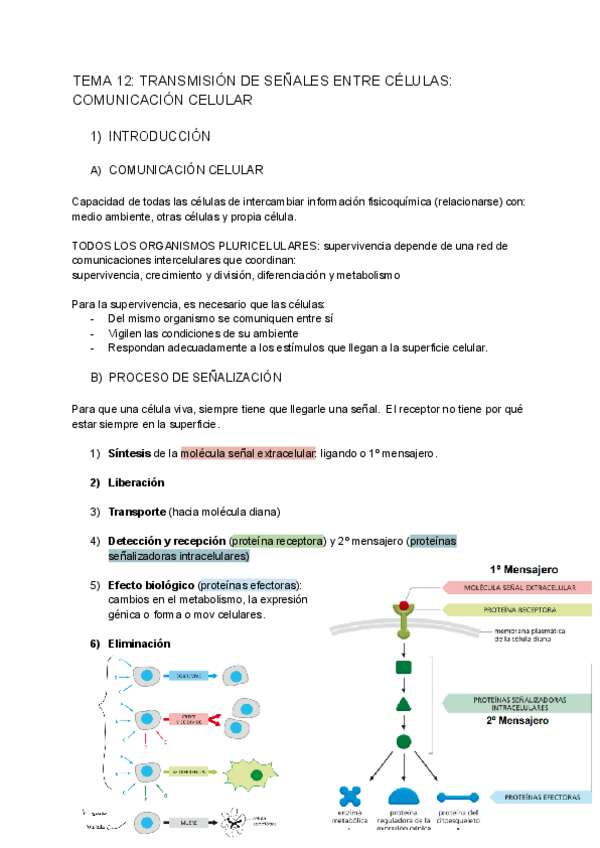 Miniatura del documento TEMA-12-Comunicacion-celular.pdf