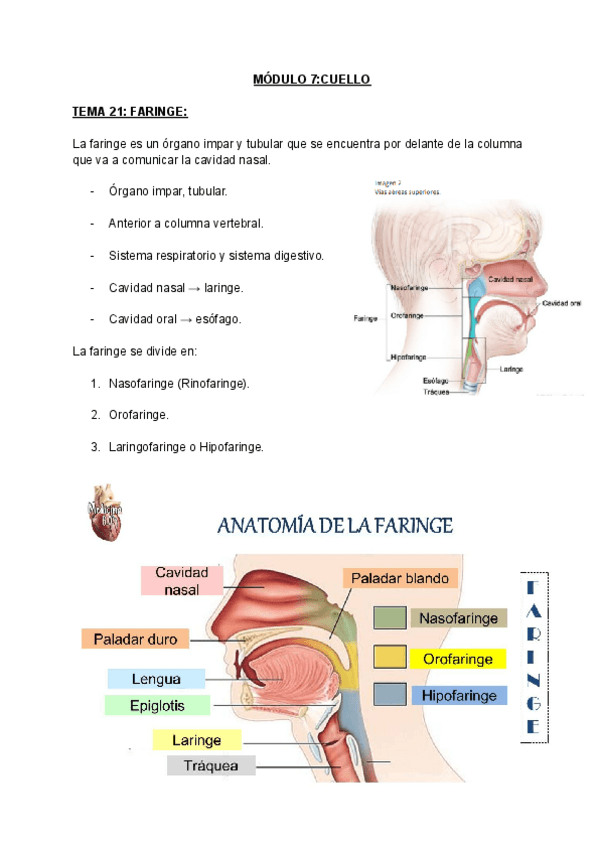 Miniatura del documento MODULO-7CUELLO.pdf