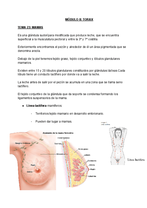 Miniatura del documento MODULO-8-TORAX.pdf