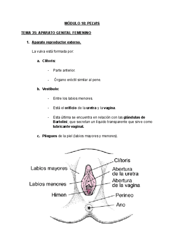 Miniatura del documento MODULO-10-PELVIS.pdf