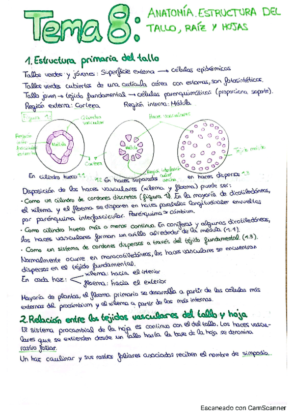 Miniatura del documento Temas-8-9-y-10-resumidos.pdf