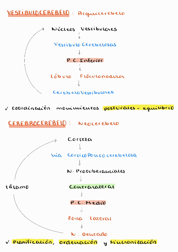Miniatura del documento Esquemas-Fisiologia-del-Cerebelo.pdf