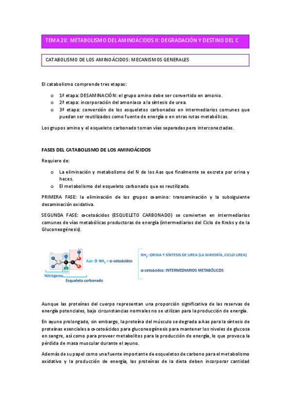 Miniatura del documento Tema-28.-Metabolismo-de-Aminoacidos-II.-Degradacion-aas-y-destino-cadena-carbonada.-Apuntes.pdf