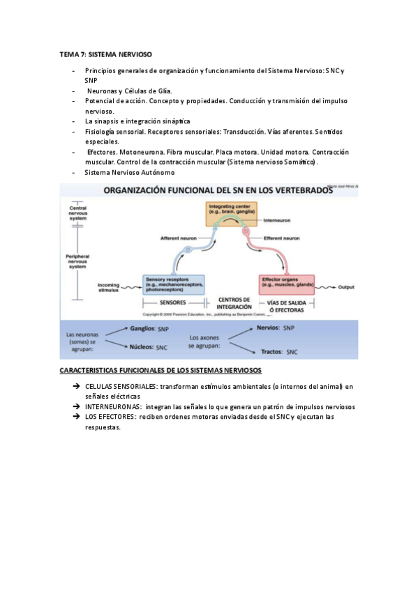 Miniatura del documento TEMA-7.-SISITEMA-NERVIOSO.pdf