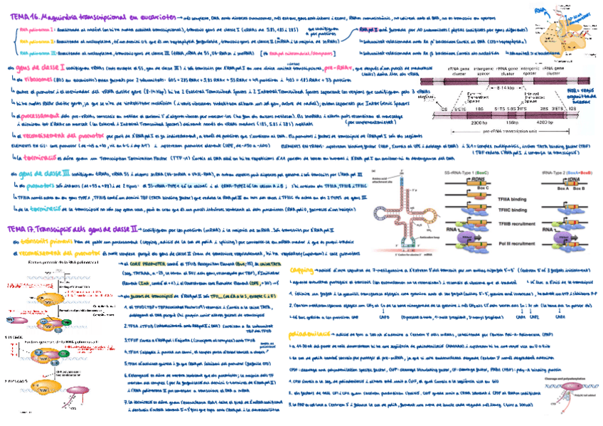 Miniatura del documento resum-esquema-bloc-6.pdf