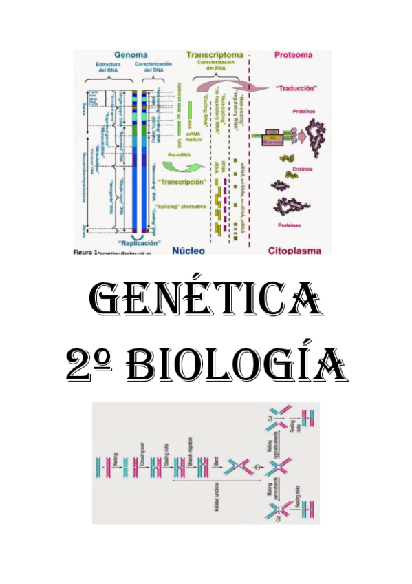 Miniatura del documento Apuntes-Genetica-1-cuatri completados con el Pierce (libro un enfoque conceptual).pdf