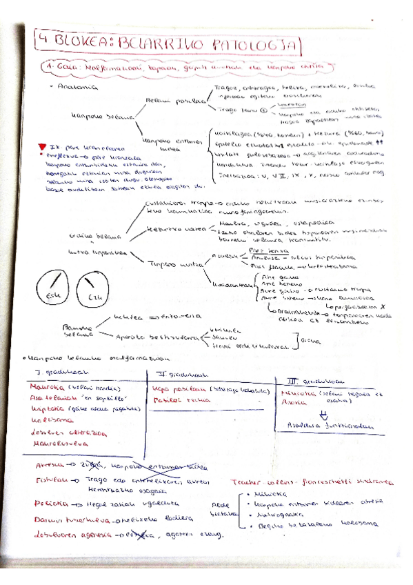 Miniatura del documento Belarriko-patologia (2023-2024).pdf