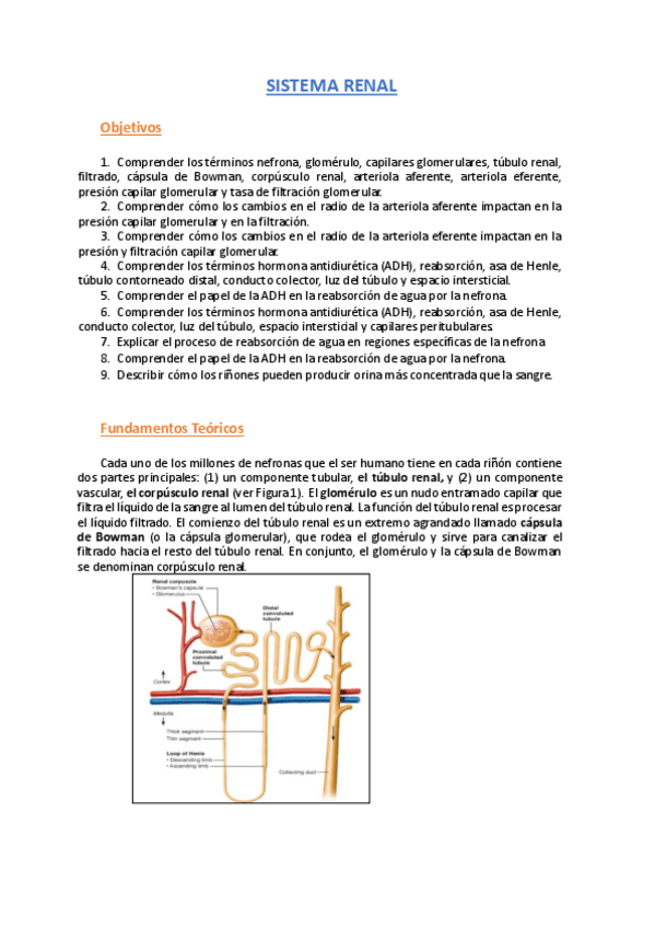 Miniatura del documento Cuadernillo-practica-4Sistema-Renal.pdf