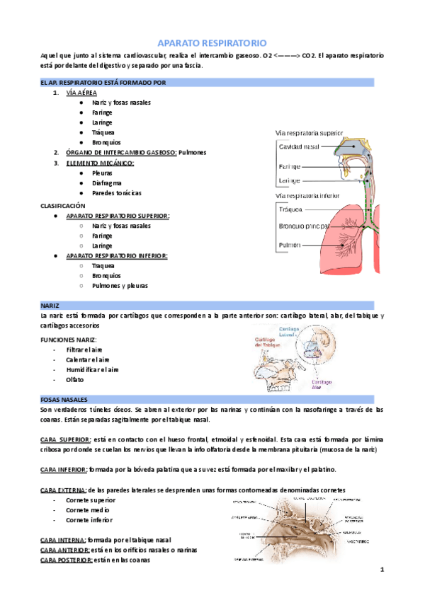 Miniatura del documento ANATOMÍA: Ap.Respiratorio (resumen).pdf