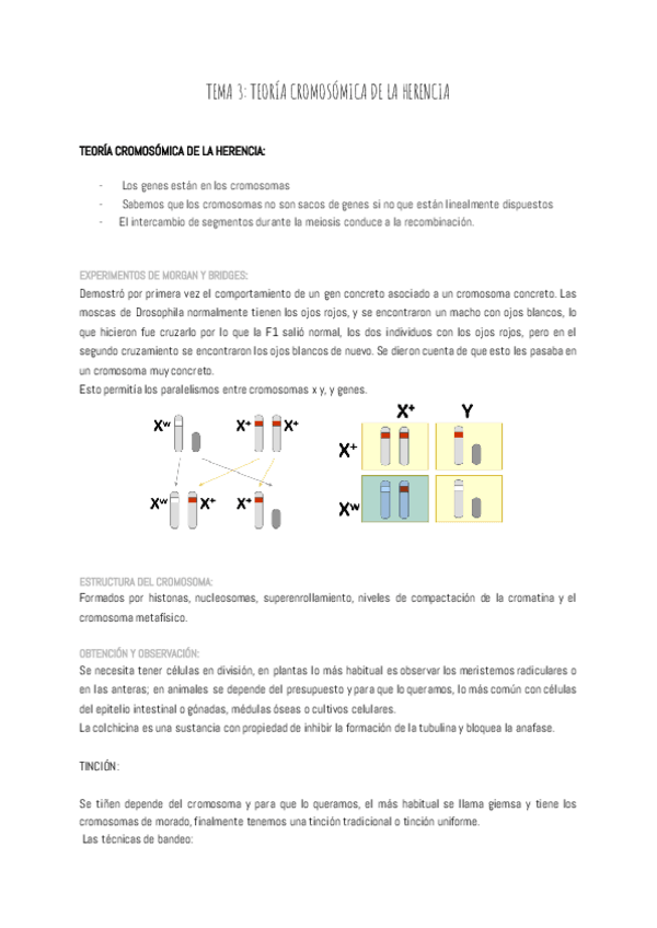 Miniatura del documento TEMA-3-TEORIA-CROMOSOMICA-DE-LA-HERENCIA.pdf