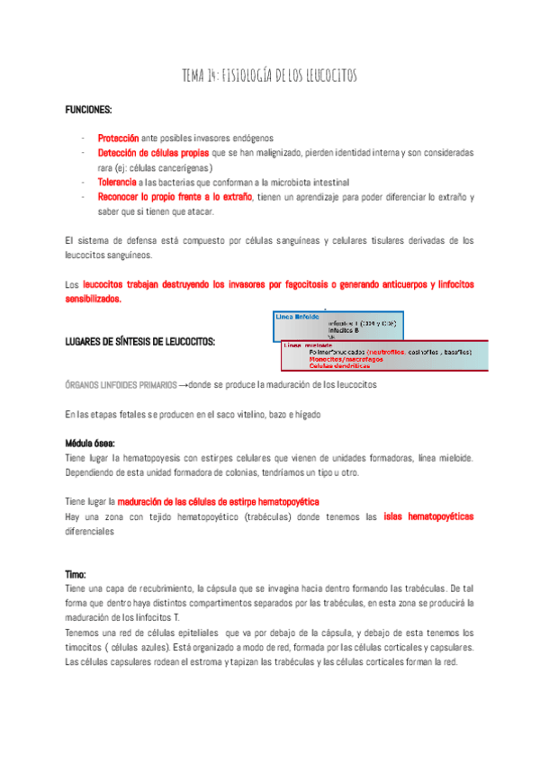 Miniatura del documento TEMA-14-FISIOLOGIA-DE-LOS-LEUCOCITOS.pdf