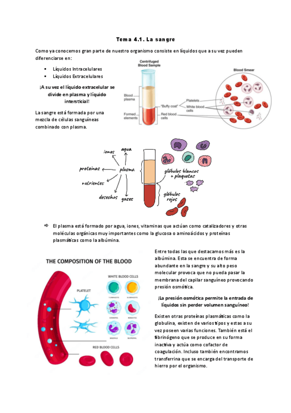 Miniatura del documento Tema-4.1La-sangre.pdf