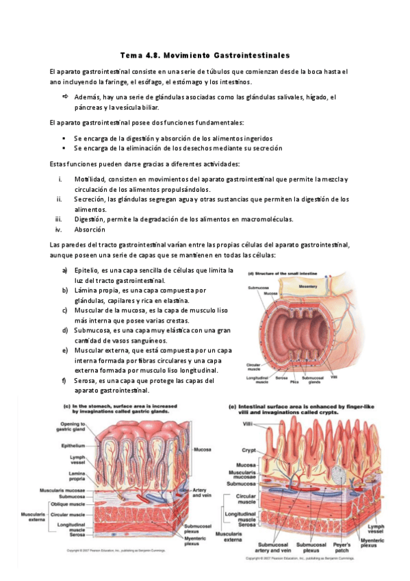 Miniatura del documento Tema-4.8.-Sistema-gastrointestinal.pdf
