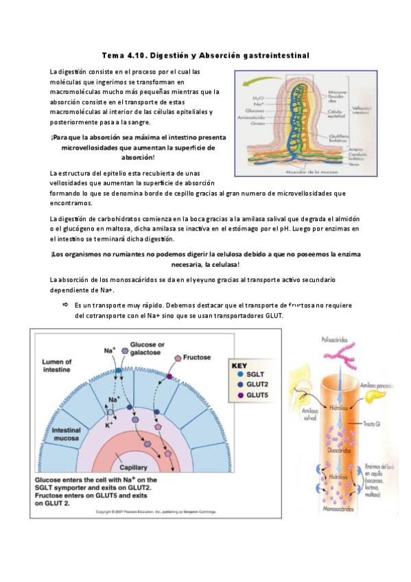 Miniatura del documento Tema-4.10.-digestion-y-absorcion.pdf