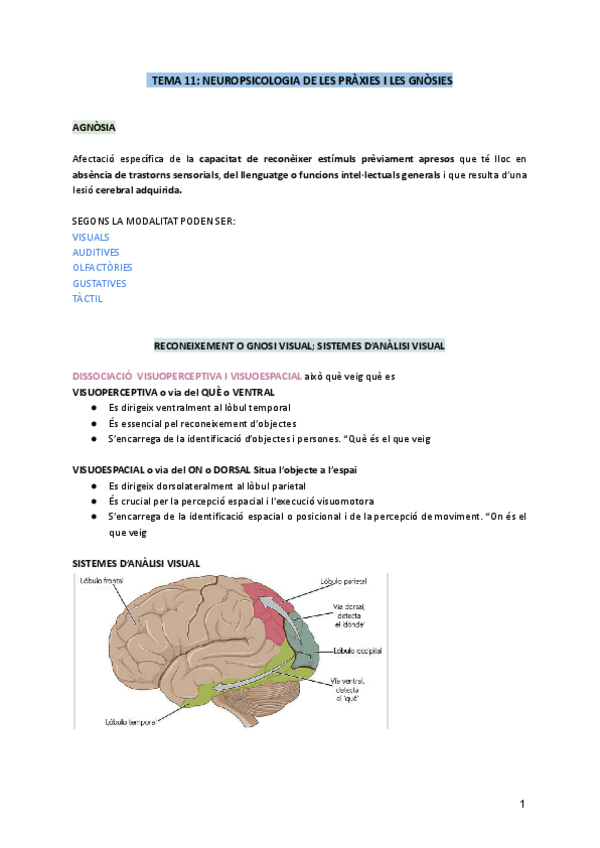 Miniatura del documento TEMA-11-NEUROPSICOLOGIA-DE-LES-PRAXIES-I-LES-GNOSIES.pdf