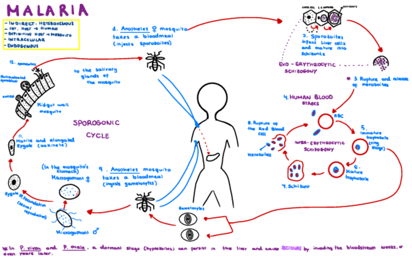 Miniatura del documento CICLOS-Y-MORFOLOGIAS-FINAL-COMPLETO.pdf