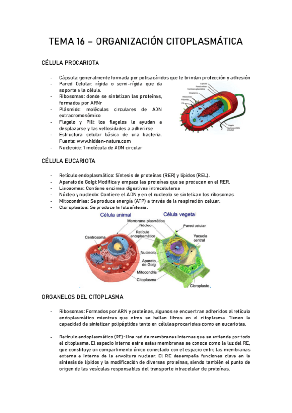 Miniatura del documento tema-16-apuntes.pdf