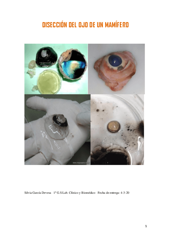 Miniatura del documento DISECCION-OJOS-DE-VACA.pdf