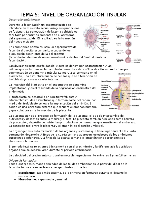 Miniatura del documento TEMA-4.-LA-ORGNIZACION-TISULAR.docx