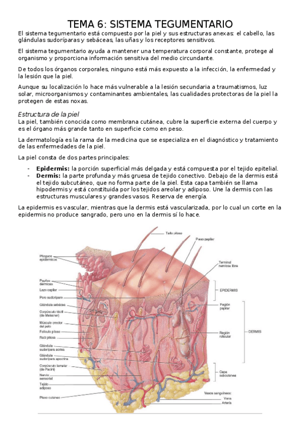 Miniatura del documento TEMA-6.-SISTEMA-TEGUMENTARIO.docx